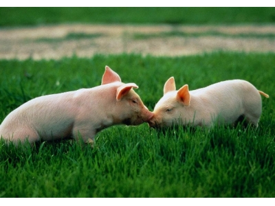 关注生猪产业转移，杜绝新污染源
