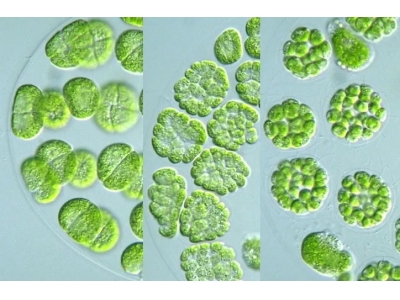 绿藻速爽：水产养殖专用绿藻培养剂